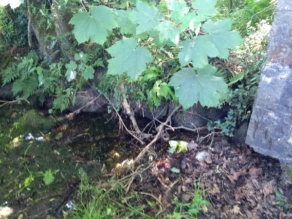 I believe this to be the spring. It flows constantly and the area is very boggy