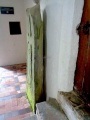 Cross of Gurhirt (Llanarth) - PID:186056