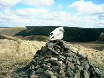 Cefn Cnwcheithinog - PID:217604