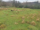 Maes y Castell Hut Circles - PID:222840