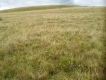 Cefnen Wen Cairn Field