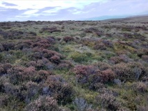 Moel Rhiwlug Cairn 1