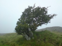 St Celynin's Well