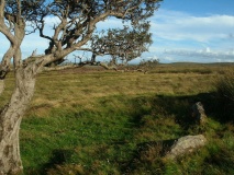 Cae Du