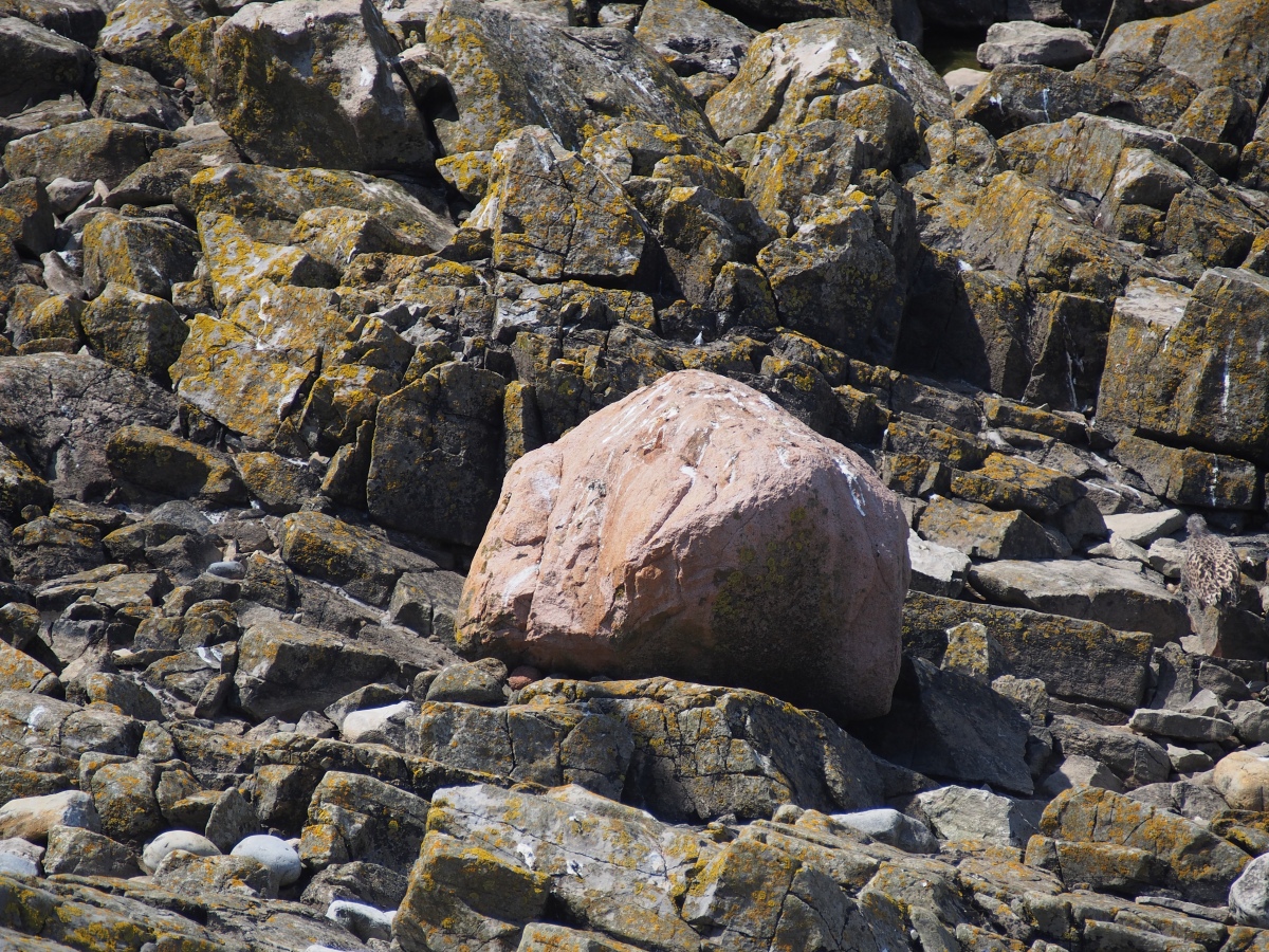 Click for the gallery page to add comments and vote (PID:224641) Flatholm glacial erratic