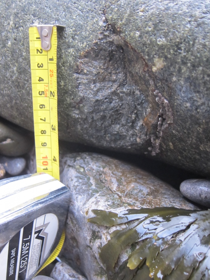 Click for full size image of Mumbles Erratic (PID:237511) Mumbles Erratic