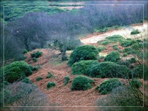 Mynydd y Castell