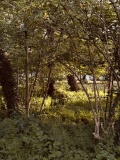 Ffynnon Llandennis