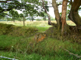 Rhos Standing Stones - PID:169119