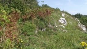 Bishopston Valley