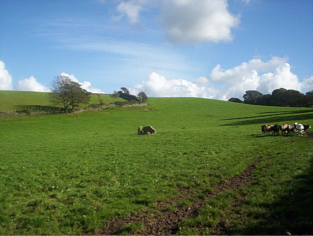 This is as close as I could get, you can see the herd of young cattle  on the right well they didn't take too kindly to me so I hopped back over the hedge.The farmer was happy for me to risk my life but I declined his invite. He was though very informative about the area.