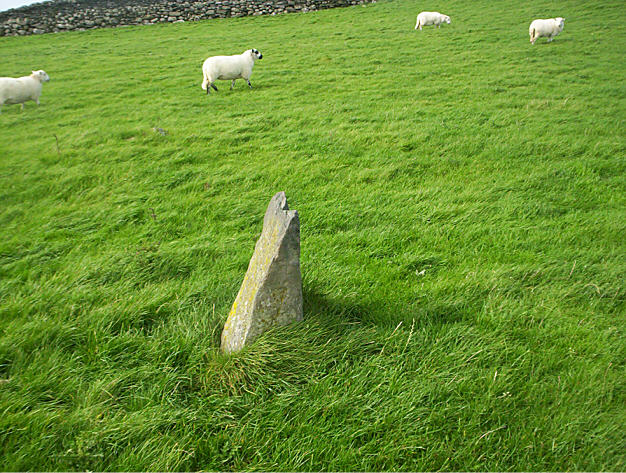 Moel Goedog 6