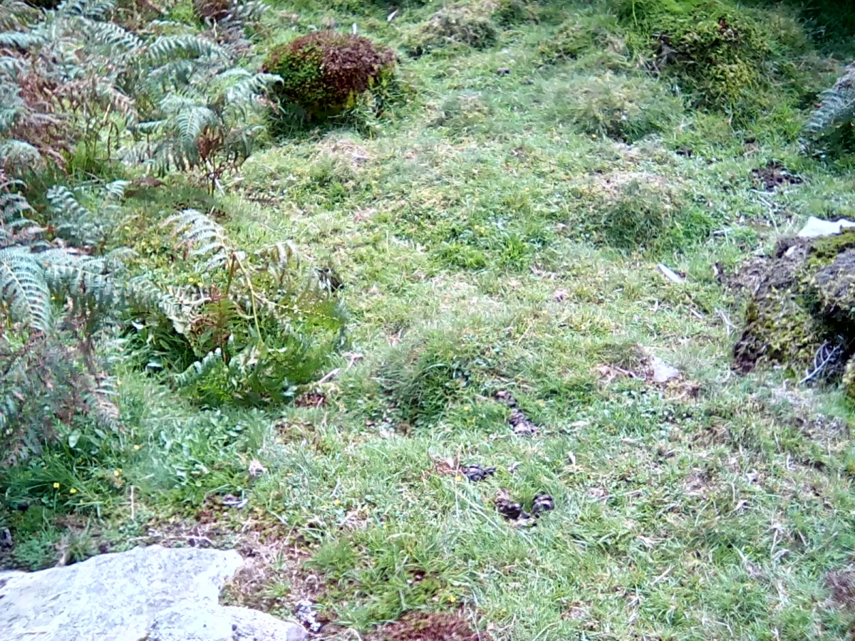 Click for the gallery page to add comments and vote (PID:215047) Settlement North of Ffridd Isaf