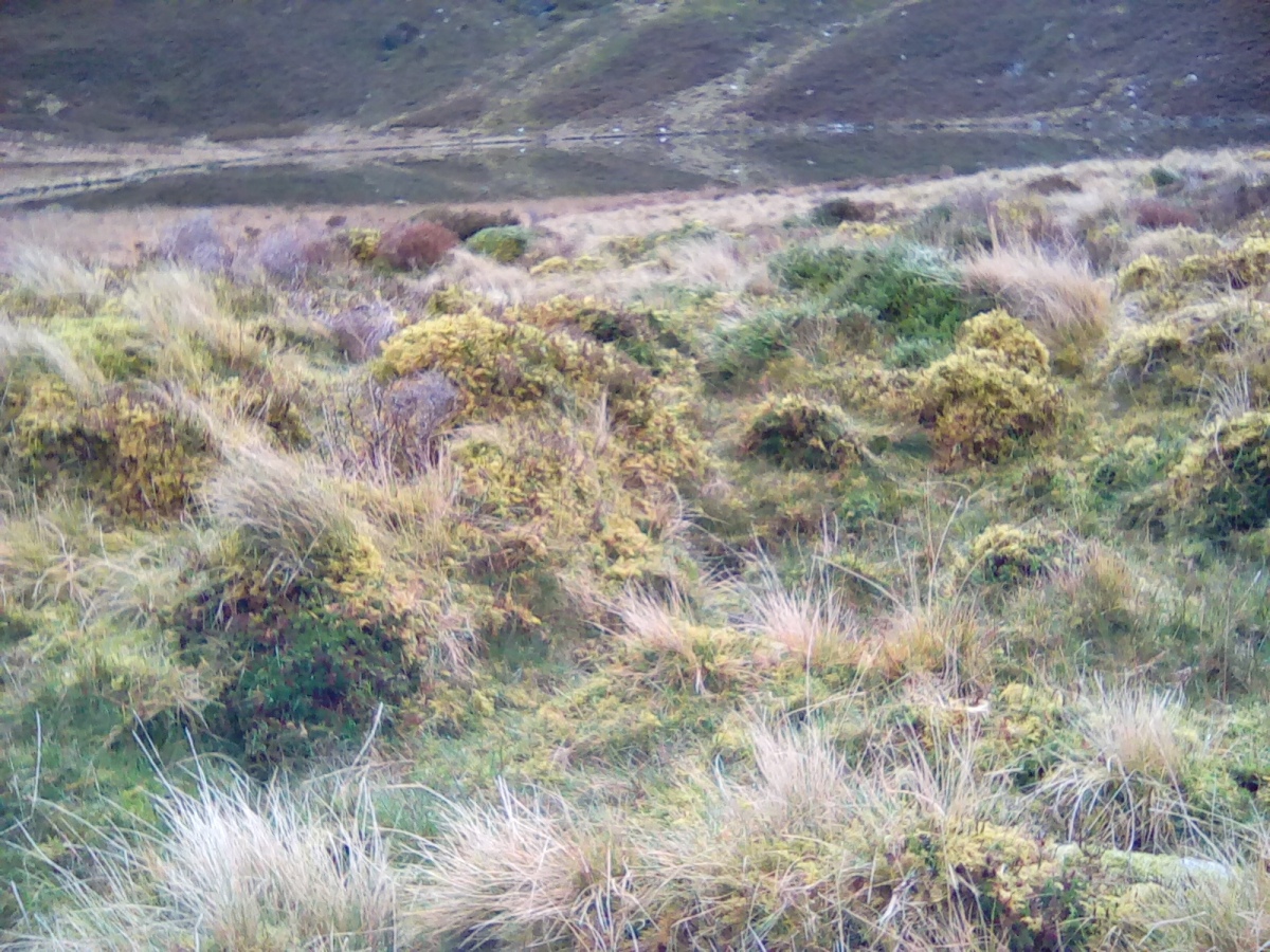 The western side of the mound with the ditch circumference. Llyn Gafr upper pic.