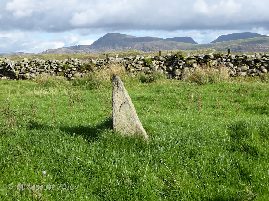 Moel Goedog 6