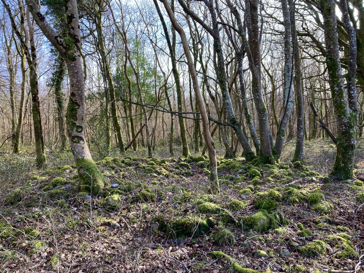 Cors y Gedol Round House Settlement  
