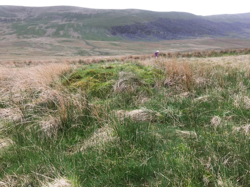 Hunting for the Pont Scethin Double Cairn is good fun for a while - it does not appear to be a double, and is not in line with the square walls of Tynewedd, a little further to the East.  But scouring the area, this is the only obvious candidate! So I hope it is right!