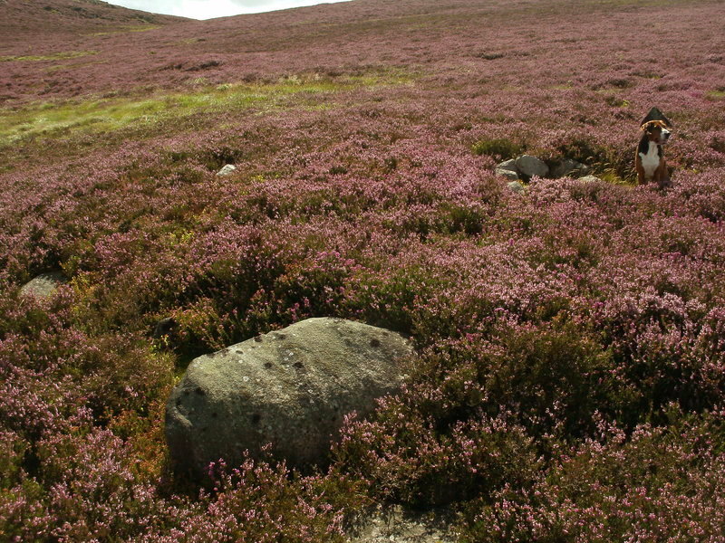 Click for full size image of Hafodlas Cairn Circle (PID:143591) Hafodlas Cairn Circle