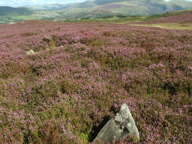 Click for full size image of Hafodlas Cairn Circle (PID:143592) Hafodlas Cairn Circle