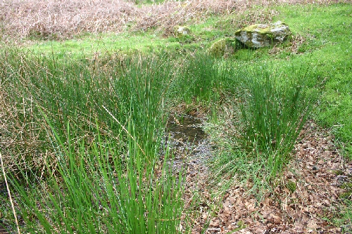 Dinas Emrys
