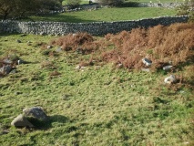 Hendre Eirian Hut Circles
