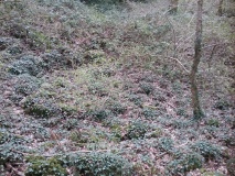 Ty'n Y Berllan Enclosed Hut Circle Settlement