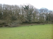 Ty'n Y Berllan Enclosed Hut Circle Settlement