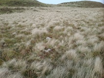 Llyn Eiddew Bach Stone Rows