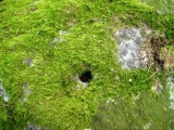 Dinas Dinorwig - PID:37890