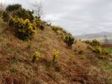 Dinas Dinorwig - PID:37895