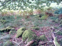 Hut Circle near Graig Y Gesail