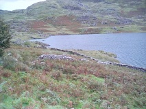 Hut Circle Settlement East of Cefn Bifor