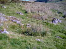 Afon Dyfrdwy (River Dee) Settlement