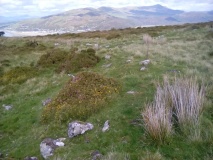 Hut Enclosure and Early Field System South of Mynydd Graigwen
