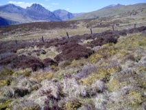 Bwlch Cowlyd Hut Circles