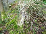 Pen Dinas Camp - PID:38464