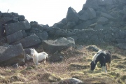 Mynydd y Graig - PID:45664