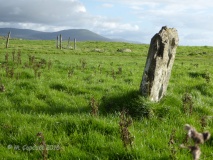 Moel Goedog 1
