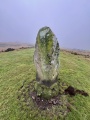 Planwydd Helyg Standing Stone - PID:283506