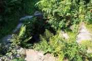 Ffynnon Aelrhiw - PID:127423