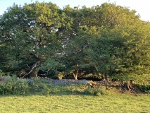 Homestead, Tyddyn y Felin