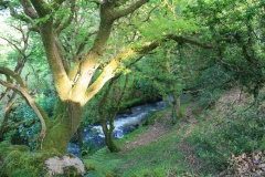  Craig-y-Dinas (Penygroes) 