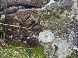 Bron-Llety-Ifan - PID:283504