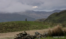 Planwydd Helyg Standing Stone