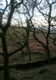 Garth Y Foel