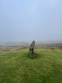Planwydd Helyg Standing Stone - PID:283508