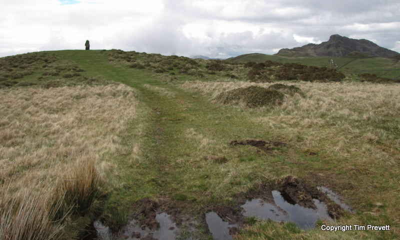 Planwydd Helyg Standing Stone
