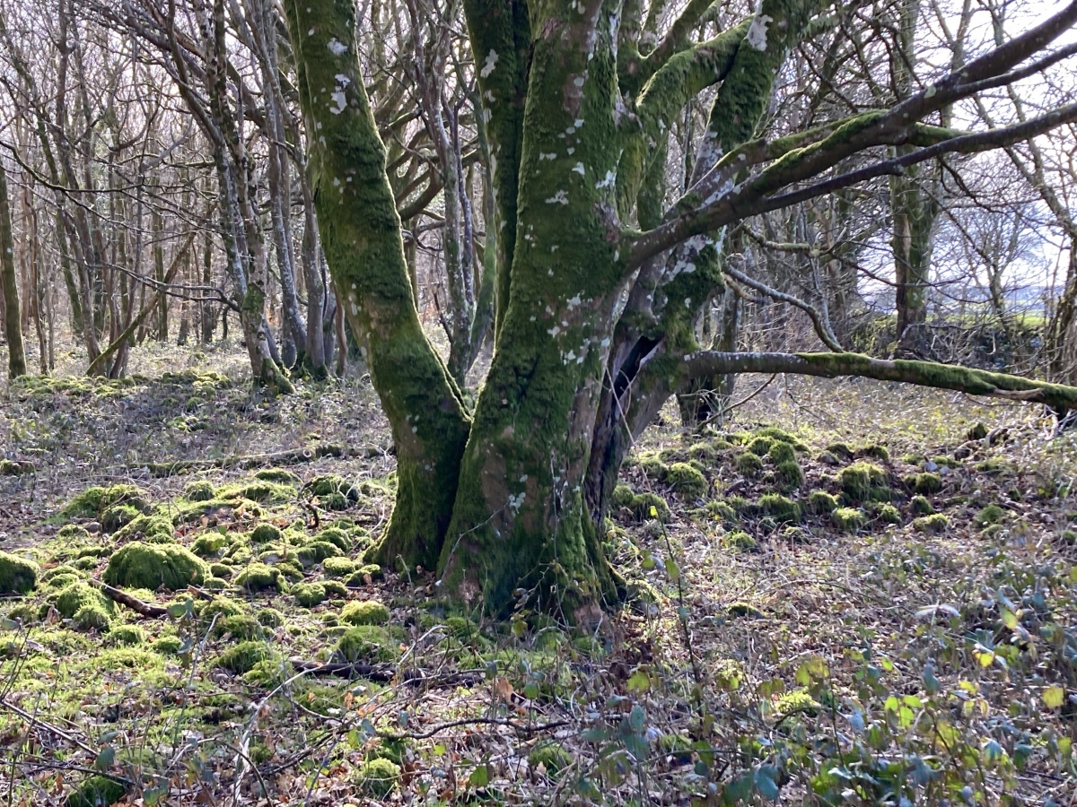 Coed Cors y Gedol Round House 