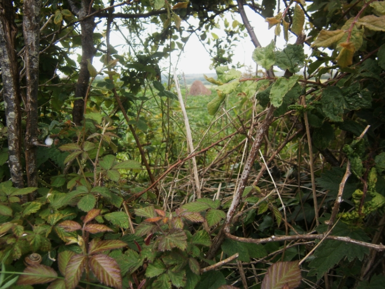 Long Stone (Hubberston)