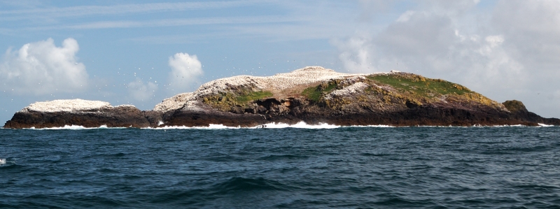 Grasholme, showing both the guano-covered gannet colony and the grass-covered areas referred to in recent reports.

(Photo taken August 2009 on a Sea Trust dolphin-watch survey)